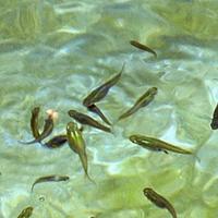 Gambusia affinis pesci per laghetto o acquario.