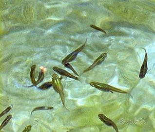 Gambusia affinis pesci per laghetto o acquario.