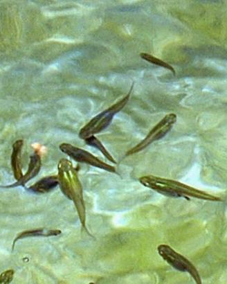 Gambusia affinis pesci per laghetto o acquario.