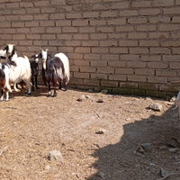 N.4 capre più 1 becco giovani 2 anni razza gr