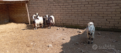 N.4 capre più 1 becco giovani 2 anni razza gr