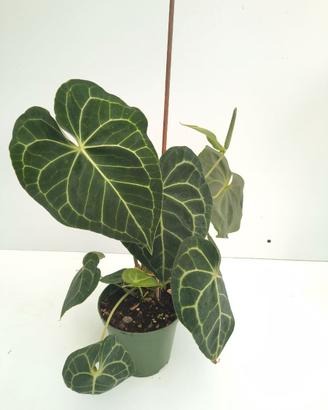 Anthurium Clarinervium