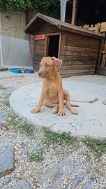 Cucciola di pitbull
