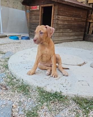 Cucciola di pitbull
