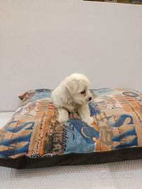 Cuccioli di maltese mini