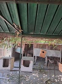 pappagali calopsite e galline ornamentali