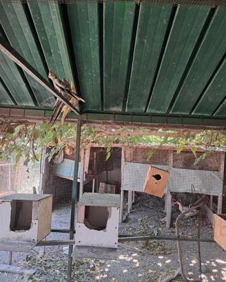 pappagali calopsite e galline ornamentali