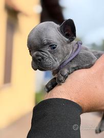Blu bulldog francese femmina