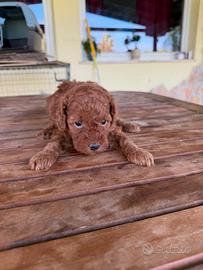 Barboncino Toy Red