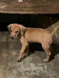 Cuccioli di segugio maremmano