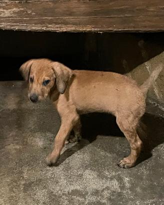 Cuccioli di segugio maremmano