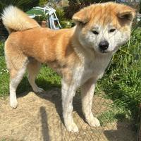 Adozione akita inu