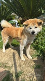 Adozione akita inu