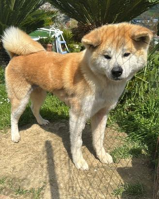 Adozione akita inu