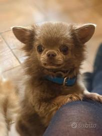 Chihuahua con pedigree