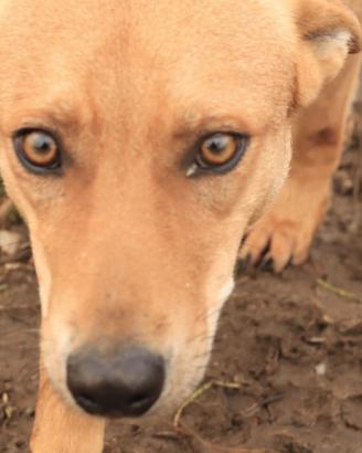 DOLCE il nome dice tutto