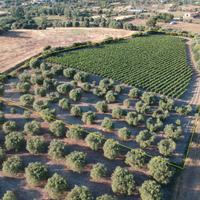 Dolianova, in località "sa gora" Vigneto e oliveto