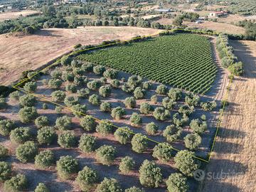 Dolianova, in località "sa gora" Vigneto e oliveto