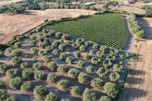 Dolianova, in località "sa gora" Vigneto e oliveto