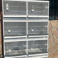 batteria per uccelli terenziani