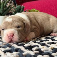 American pitbull terrier