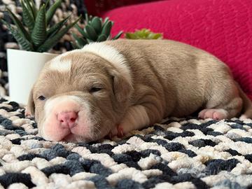 American pitbull terrier