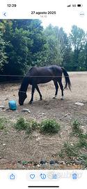 Cavallo da sella