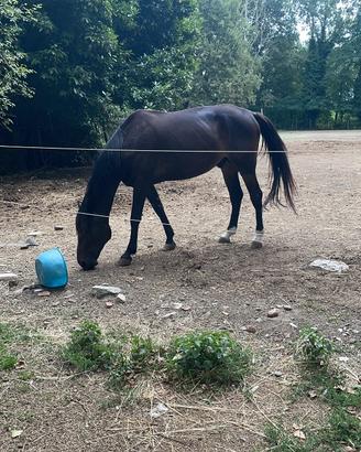 Cavallo da sella