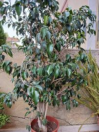 ficus benjamin e  varieta di cactus