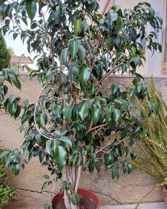 ficus benjamin e  varieta di cactus