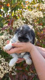 Coniglio ariete cucciolo