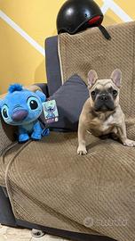 Micro bulldog francese 2 anni