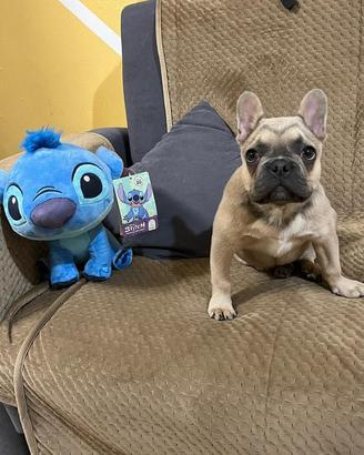 Micro bulldog francese 2 anni