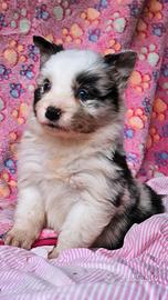 Border collie pedigree