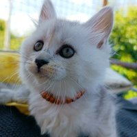 Gattini Maine coon