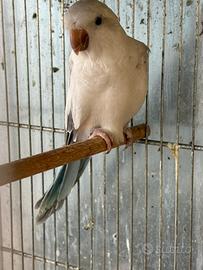 Pappagalli parrocchetti monaci