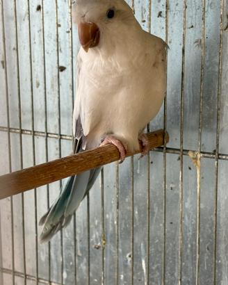 Pappagalli parrocchetti monaci