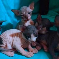 Cuccioli di sphynx trasporto in tutta Italia