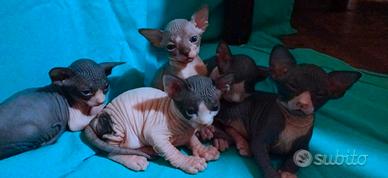 Cuccioli di sphynx trasporto in tutta Italia