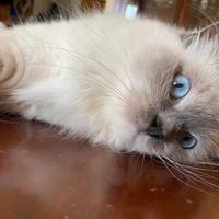 Dolcissima Ragdoll Blue mitted