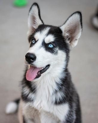Cuccioli di Siberian Husky