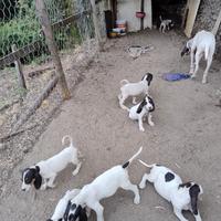 Segugi francesi ariegeois