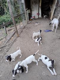 Segugi francesi ariegeois