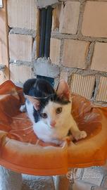 Gattina da amare