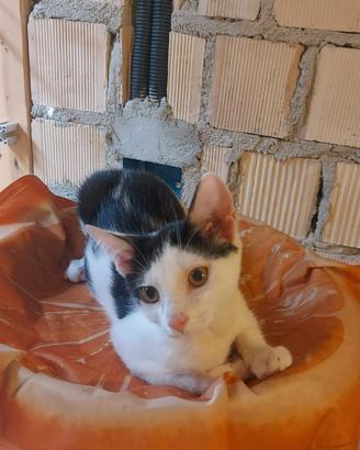 Gattina da amare