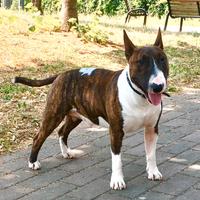 Bull terrier miniature