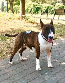 Bull terrier miniature
