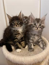 Cuccioli di Maine Coon