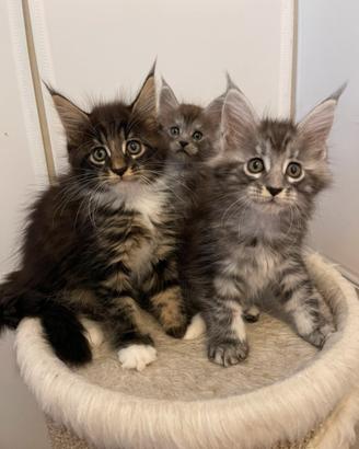Cuccioli di Maine Coon