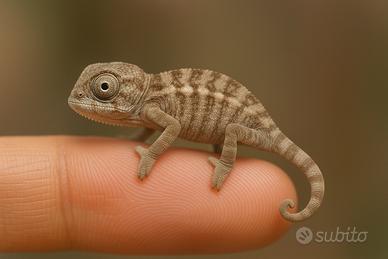 Camaleonte Pardalis nati 29 settembre